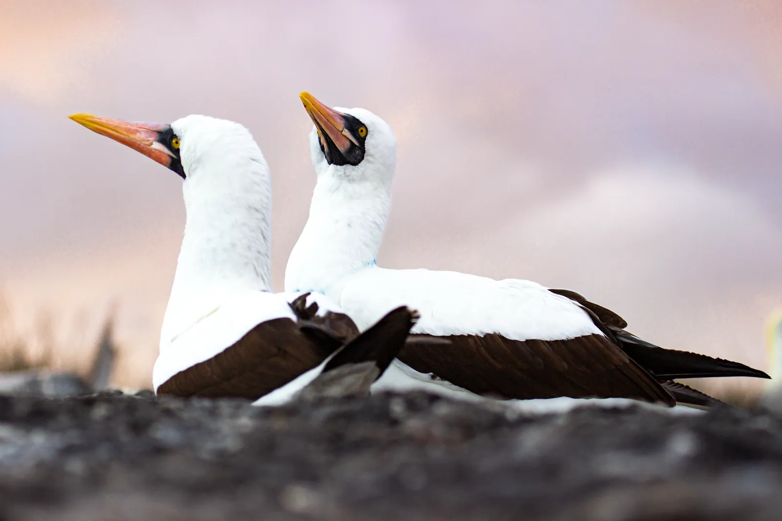 Nazca Boobies