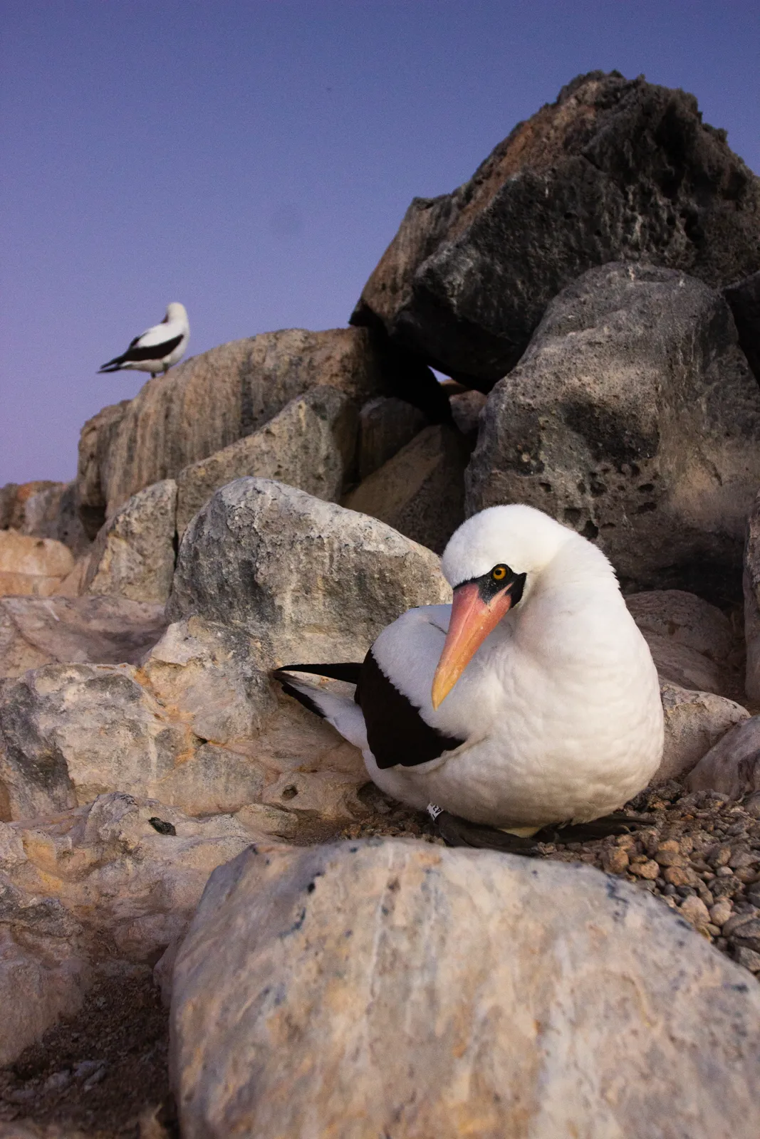 Nazca Boobies