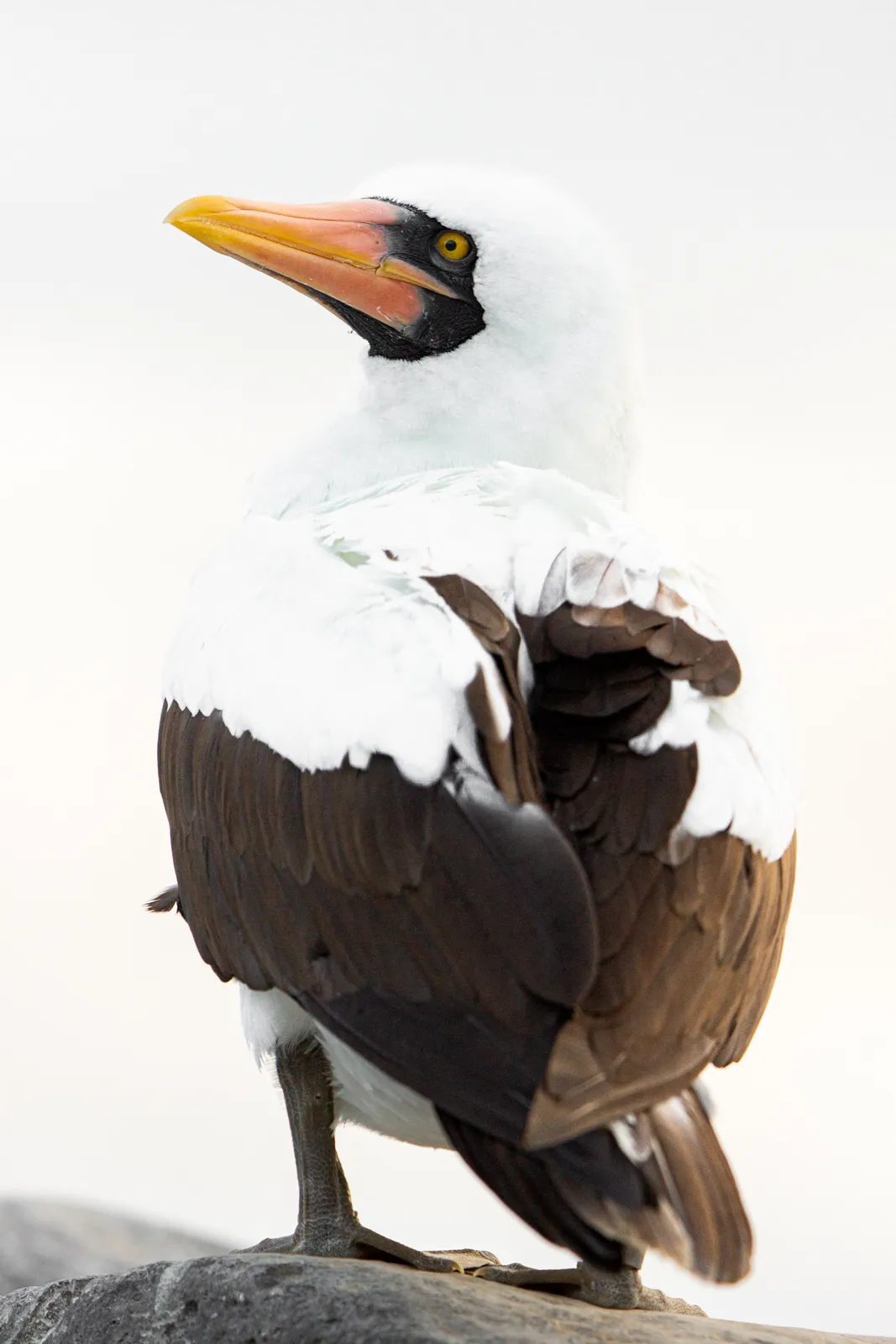 Nazca Booby