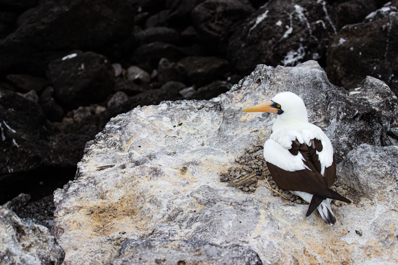 Nazca Booby