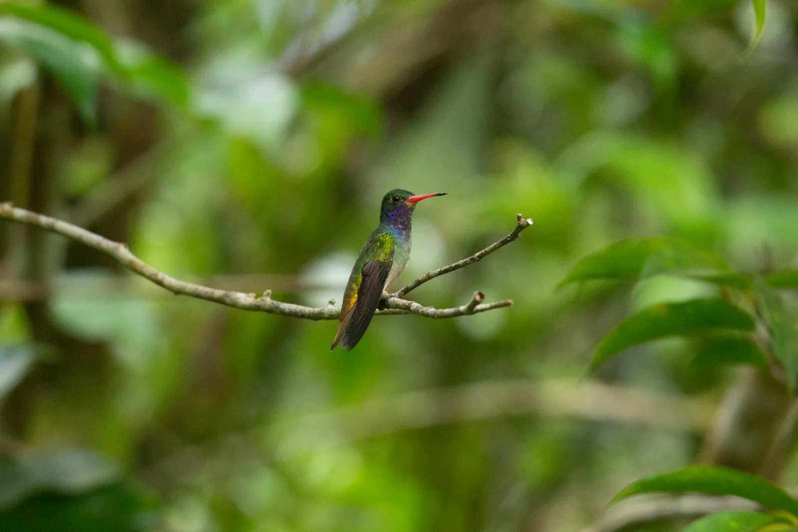 Hummingbird