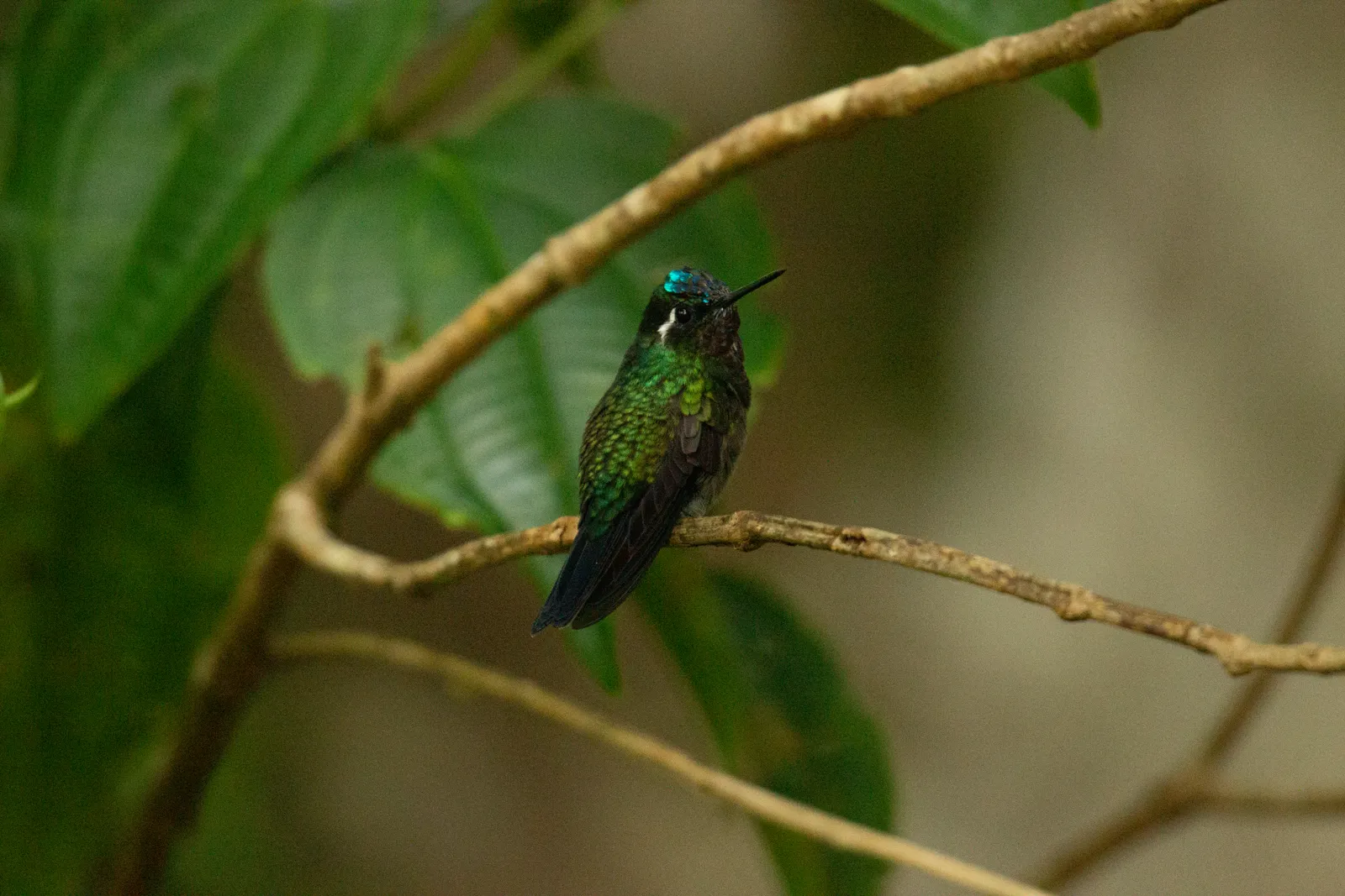 Hummingbird