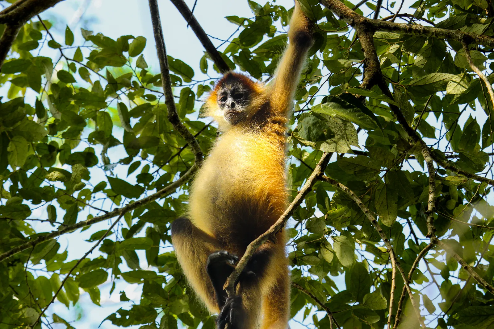 Howler Monkey